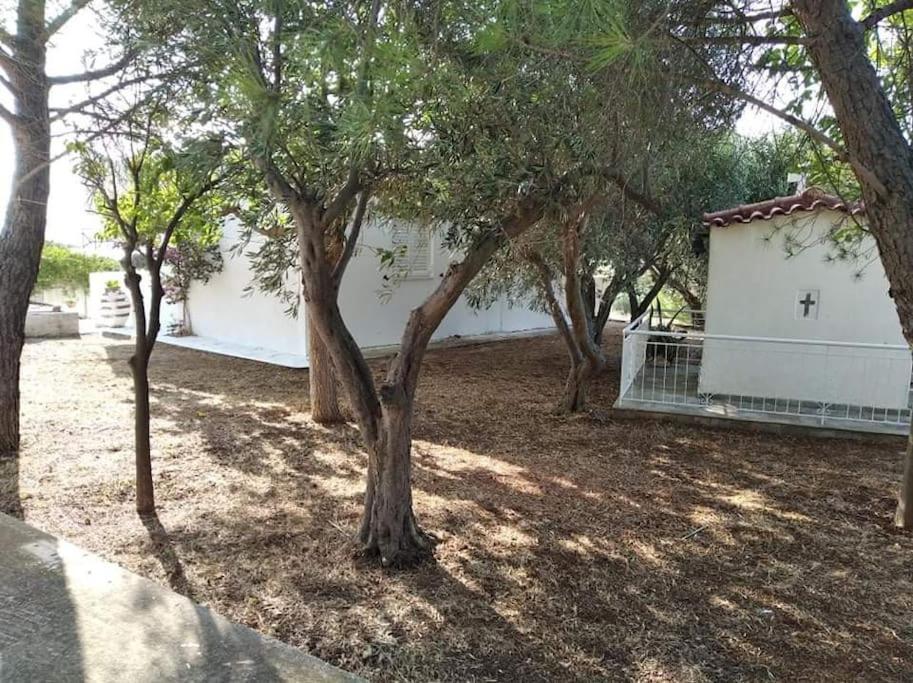 White Villa In Olive Trees And Seaview To Panagia Almiropótamos Exterior foto
